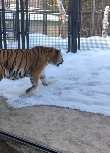 お正月in北海道～後編/円山動物園編～