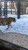 お正月in北海道～後編/円山動物園編～