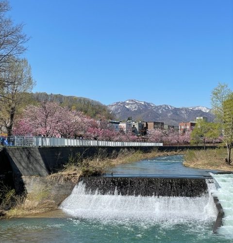 札幌の桜が満開